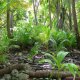 82- Dans la cocoteraie de Punaruku 